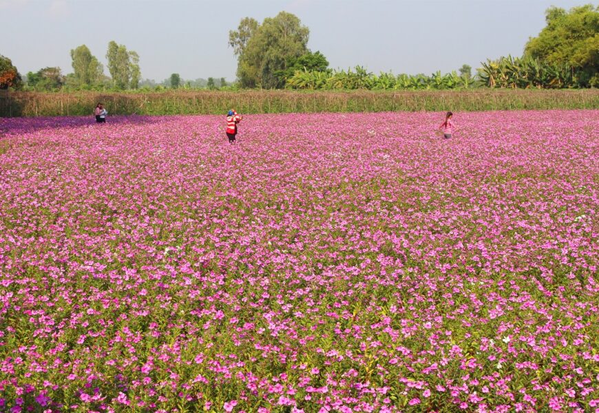 ngất ngây trước thiên đường cánh đồng hoa dừa cạn an giang