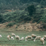 Trại cừu Yên Thành