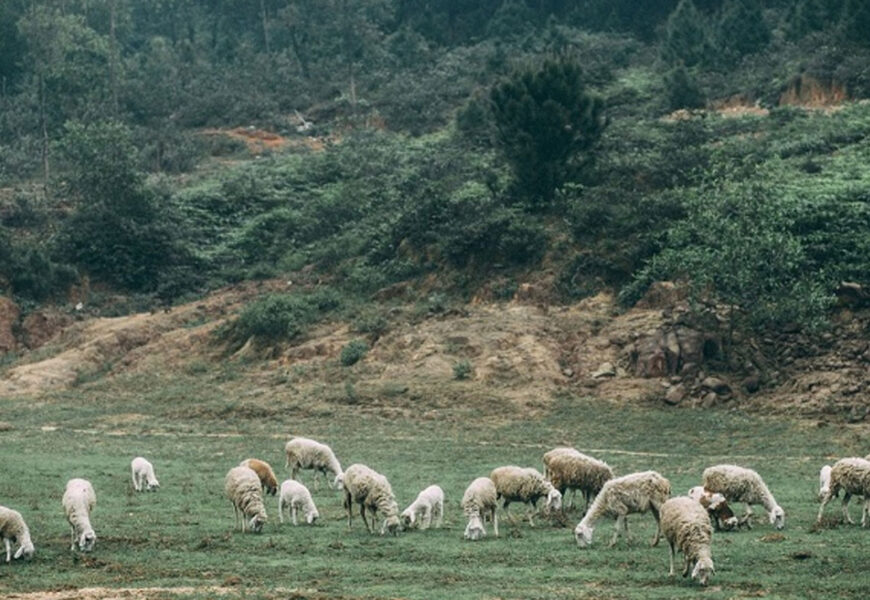 Trại cừu Yên Thành